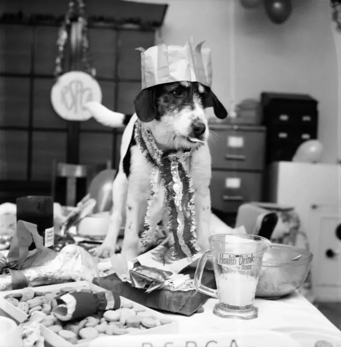 Framed Print : Blog, the mongrel, complete with Christmas-hat, is last to arrive at the party held at an