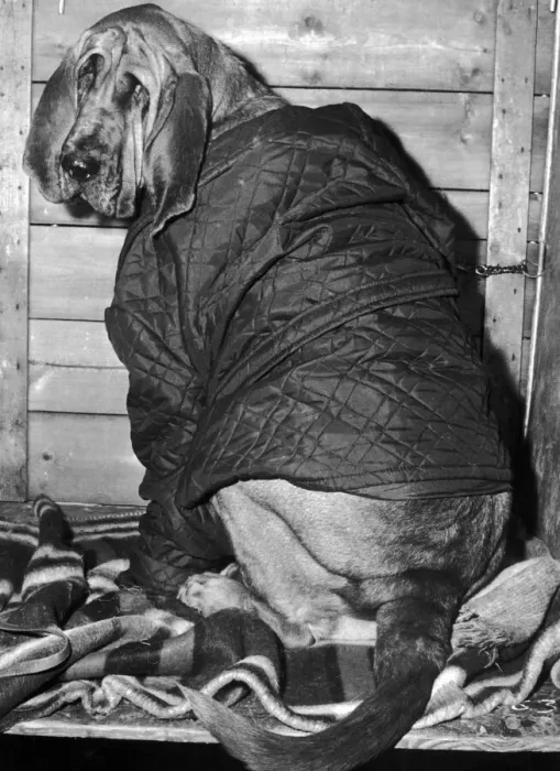 Framed Print : This Bloodhound found his anorak to be just the thing to keep out the cold Framed Print : This Bloodhound found his anorak to be just the thing to keep out the cold
