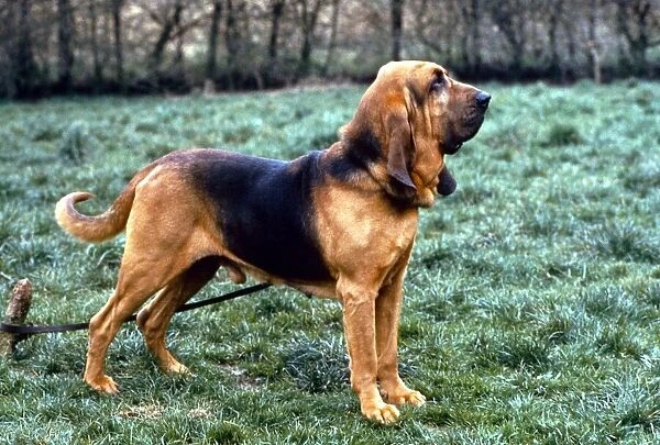 A Bloodhound Dog August 1994