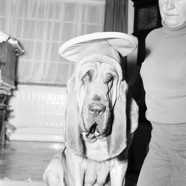 Bloodhound Dog. December 1972 72-11445-003