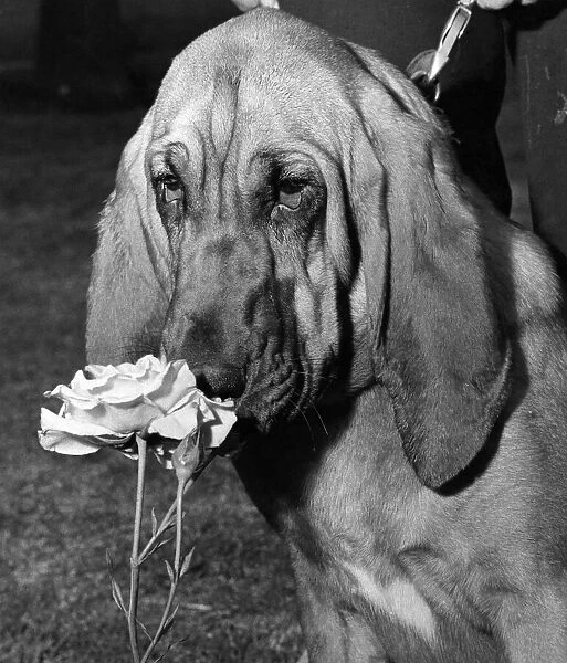 Bloodhound smelling the roses. July 1965 P007394
