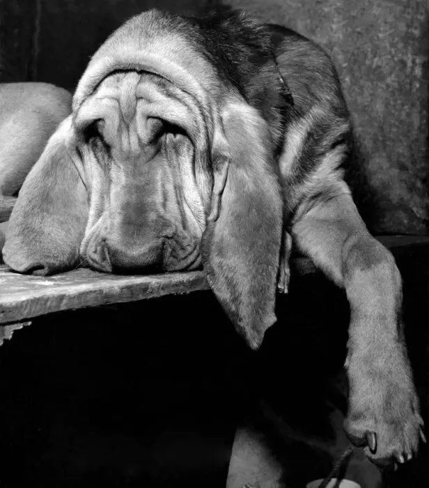 Framed Print : Bloodhounds seen here is at the Crufts dog show is Delburn Appeline Queenie aged 8 Framed Print : Bloodhounds seen here is at the Crufts dog show is Delburn Appeline Queenie aged 8