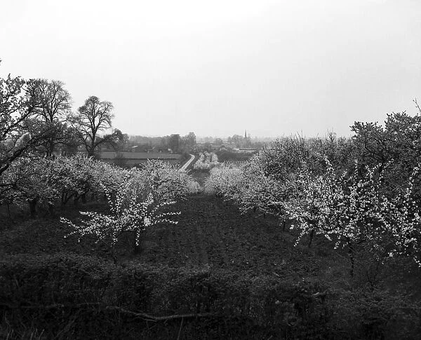 Blossom time at the Vale of Evesham, Worcestershire. April 1952