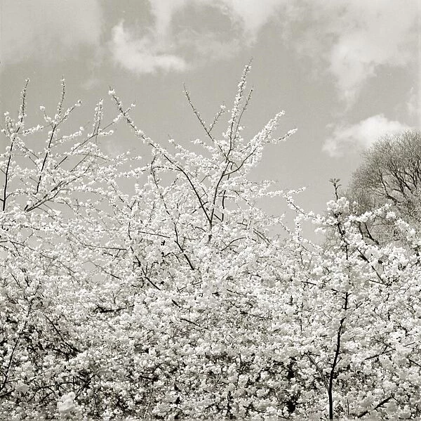 Blossom trees Boughs waving in the spring breeze Fluffy white couds in