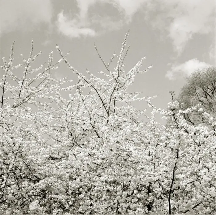 Framed Print : Blossom trees Boughs waving in the spring breeze Fluffy white couds in