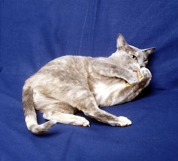 A Blue Burmese cat lying down February 1987
