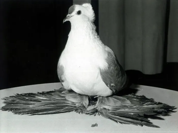 Framed Print : A blue fairy Swallow pigeon on show at the People International Pigeon Racing show