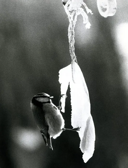 Framed Print : Blue tit nibbling frozen bacon Bird in the ice January 1978 A©Mirrorpix Framed Print : Blue tit nibbling frozen bacon Bird in the ice January 1978 A©Mirrorpix