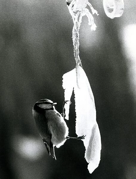 Blue tit nibbling frozen bacon Bird in the ice January 1978 A©Mirrorpix
