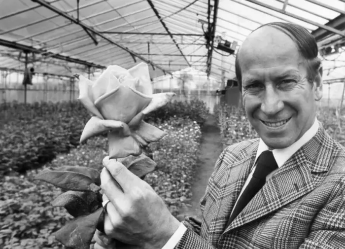 Framed Print : Bobby Charlton holding a rose in a greenhouse. 3rd January 1988 Framed Print : Bobby Charlton holding a rose in a greenhouse. 3rd January 1988