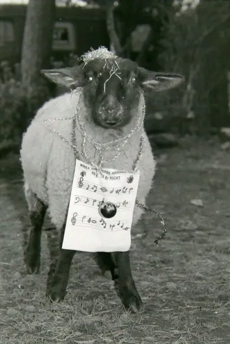 Framed Print : Bobby the sheep led rescued animals at Bromsgroves Broad Green Animal Sanctuary in Framed Print : Bobby the sheep led rescued animals at Bromsgroves Broad Green Animal Sanctuary in
