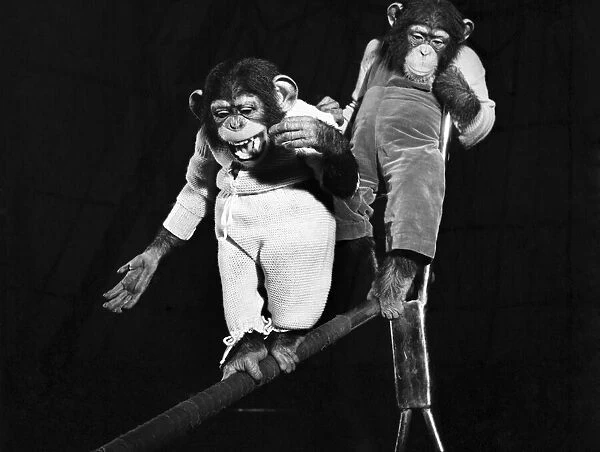 Bobo & Pepe the chimps. April 1952 C1740-002