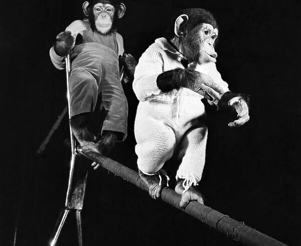 Bobo & Pepe the chimps. April 1952 C1740
