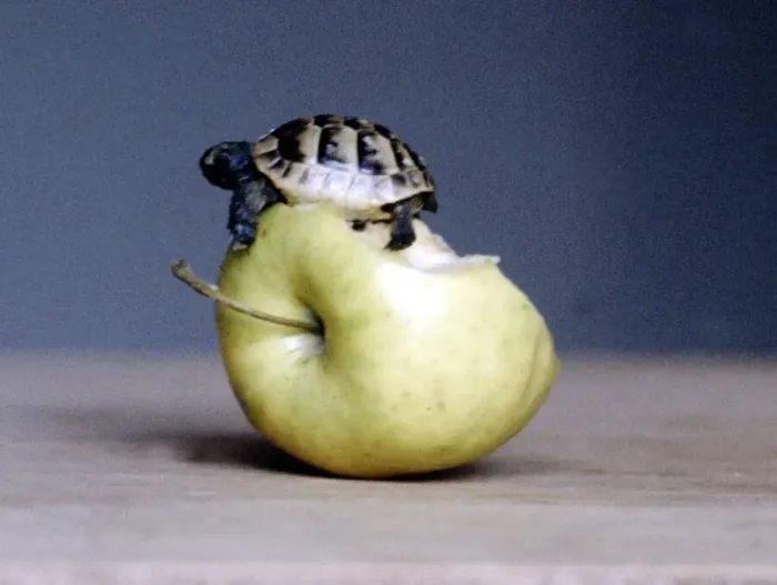 Framed Print : Bodie the tortoise pon top of an apple January 1982 Framed Print : Bodie the tortoise pon top of an apple January 1982