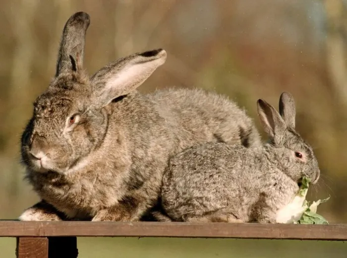Framed Print : Bodmin the Flemish Giant rabbit March 1999 with a normal size rabbit