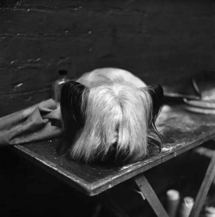 Framed Print : Bolton Dog Show: Some dogs went reluctantly to the Bolton Dog Show the first show of Framed Print : Bolton Dog Show: Some dogs went reluctantly to the Bolton Dog Show the first show of