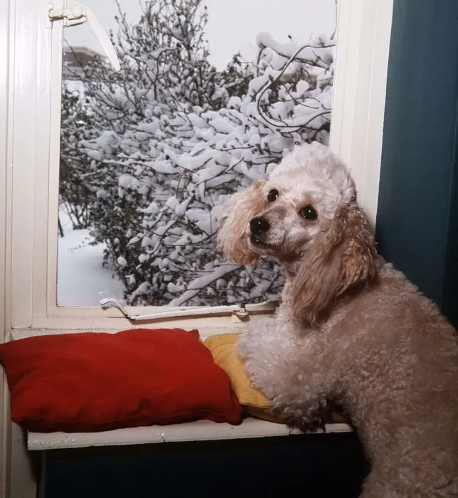 Framed Print : Bon Bon the Poodle - April 1965 owned by A Sidey mirror photographer