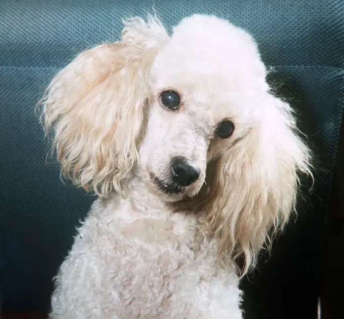 Framed Print : Bon Bon the Poodle - November 1965 Framed Print : Bon Bon the Poodle - November 1965