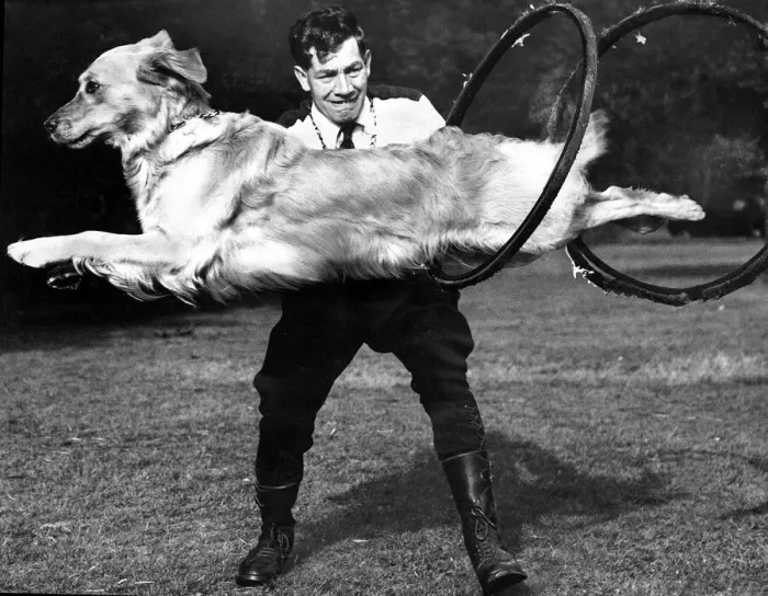 Framed Print : Bonny the golden labrador performs a trick - August 1956 Bonny leaps through a hoop Framed Print : Bonny the golden labrador performs a trick - August 1956 Bonny leaps through a hoop