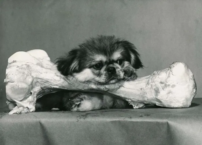 Framed Print : Bonny the Pekinese puppy dog gets his chops round his first bone and it