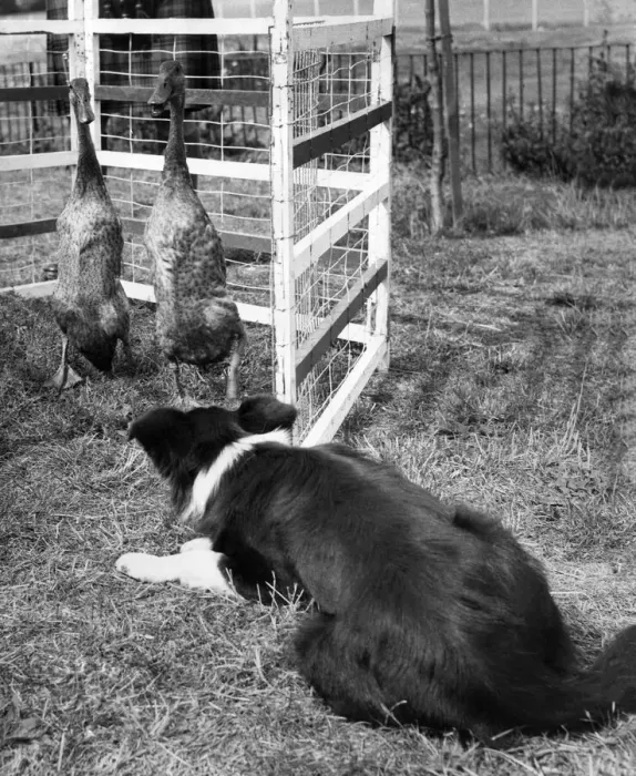 Framed Print : This border collie is seen here rounded up a pair of ducks as sheep are in short supply Framed Print : This border collie is seen here rounded up a pair of ducks as sheep are in short supply