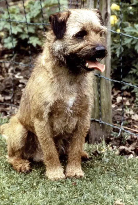 Framed Print : A Border Terrier Dog sitting down June 1987 Framed Print : A Border Terrier Dog sitting down June 1987