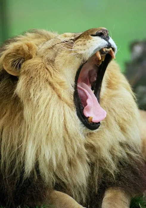 Framed Print : Born Free'rescued Lion in her new role as Ambassador for the International Framed Print : Born Free'rescued Lion in her new role as Ambassador for the International