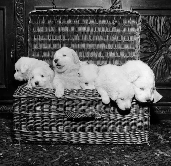 Framed Print : Born of reserve champion Mountville Snowmaid, these Pyrenean mountain pups are one month Framed Print : Born of reserve champion Mountville Snowmaid, these Pyrenean mountain pups are one month