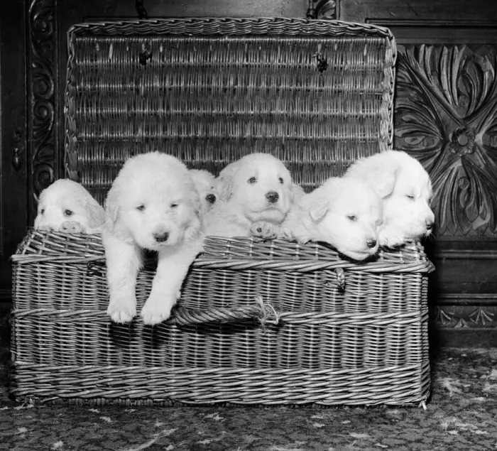 Framed Print : Born of reserve champion Mountville Snowmaid, these Pyrenean mountain pups are one month Framed Print : Born of reserve champion Mountville Snowmaid, these Pyrenean mountain pups are one month