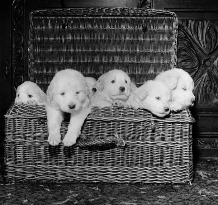 Framed Print : Born of reserve champion Mountville Snowmaid, these Pyrenean mountain pups are one month Framed Print : Born of reserve champion Mountville Snowmaid, these Pyrenean mountain pups are one month