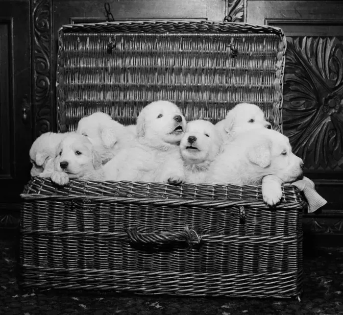 Framed Print : Born of reserve champion Mountville Snowmaid, these Pyrenean mountain pups are one month Framed Print : Born of reserve champion Mountville Snowmaid, these Pyrenean mountain pups are one month