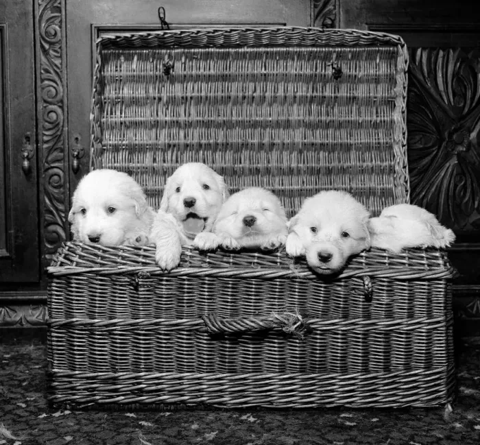 Framed Print : Born of reserve champion Mountville Snowmaid, these Pyrenean mountain pups are one month