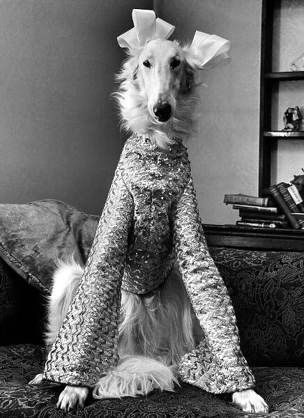 Borzoi Gold Dust aka dusty dressed for christmas party in a pink sequin simmer suit