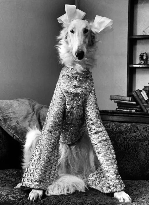 Framed Print : Borzoi Gold Dust aka dusty dressed for christmas party in a pink sequin simmer suit Framed Print : Borzoi Gold Dust aka dusty dressed for christmas party in a pink sequin simmer suit