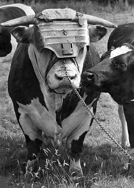 Boscobel Bill, a bull wearing a faceguard. August 1968