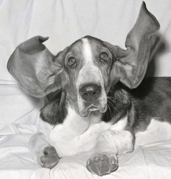Framed Print : Bosun the Basset Hound seen here at the 1963 Crufts dog show February 1963