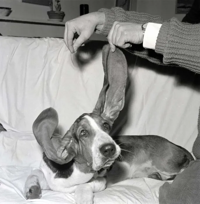 Framed Print : Bosun the Basset Hound seen here showing off the length of his ears at the 1963 Crufts