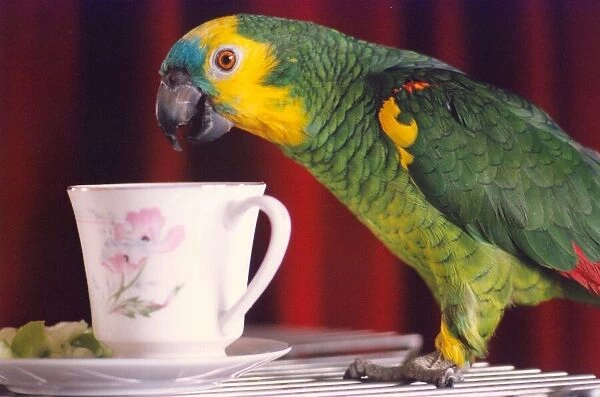 Bosun the parrot likes a drink of tea