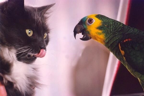 Bosun the parrot has a love hate relationship with this cat