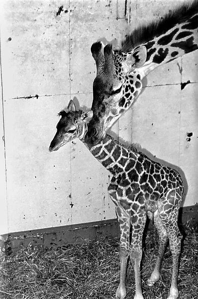 Its a bouncing baby for Daisy. A 6-feet-tall baby giraffe was born yesterday (Mon