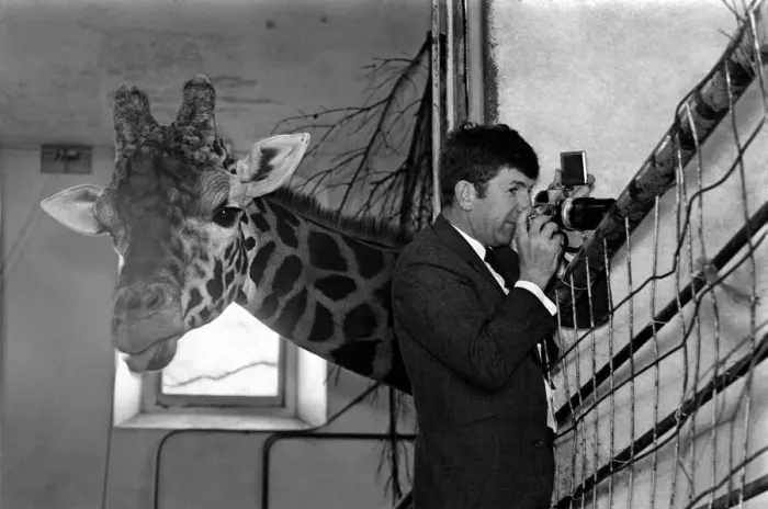 Framed Print : Its a bouncing baby for Daisy. A 6-feet-tall baby giraffe was born yesterday (Mon