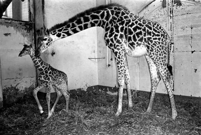 Framed Print : Its a bouncing baby for Daisy. A 6-feet-tall baby giraffe was born yesterday (Mon Framed Print : Its a bouncing baby for Daisy. A 6-feet-tall baby giraffe was born yesterday (Mon