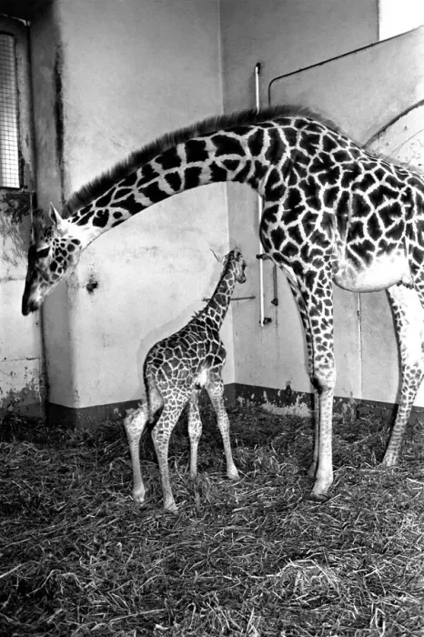 Framed Print : Its a bouncing baby for Daisy. A 6-feet-tall baby giraffe was born yesterday (Mon Framed Print : Its a bouncing baby for Daisy. A 6-feet-tall baby giraffe was born yesterday (Mon