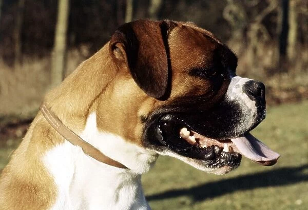 A Boxer dog in profile with tongue hanging out June 1987 animal