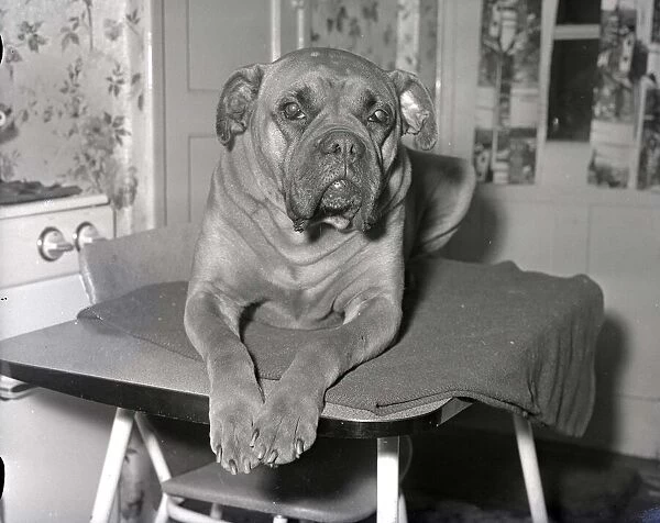 Boxer dog has sex change September 1960 A©mirrorpix