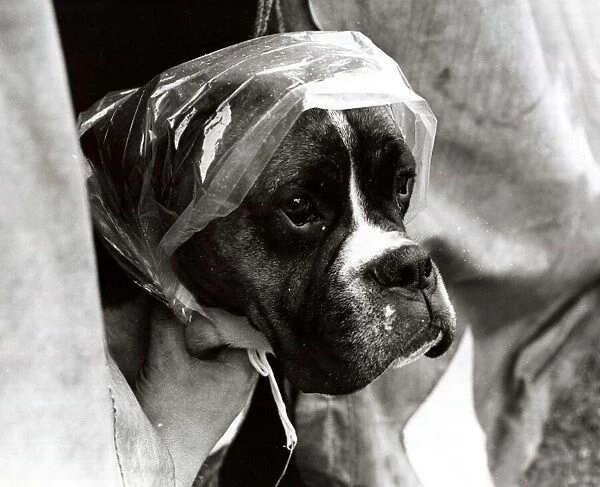 A Boxer Dog wearing a plastic bag on his head - June 1969 protection from the rain