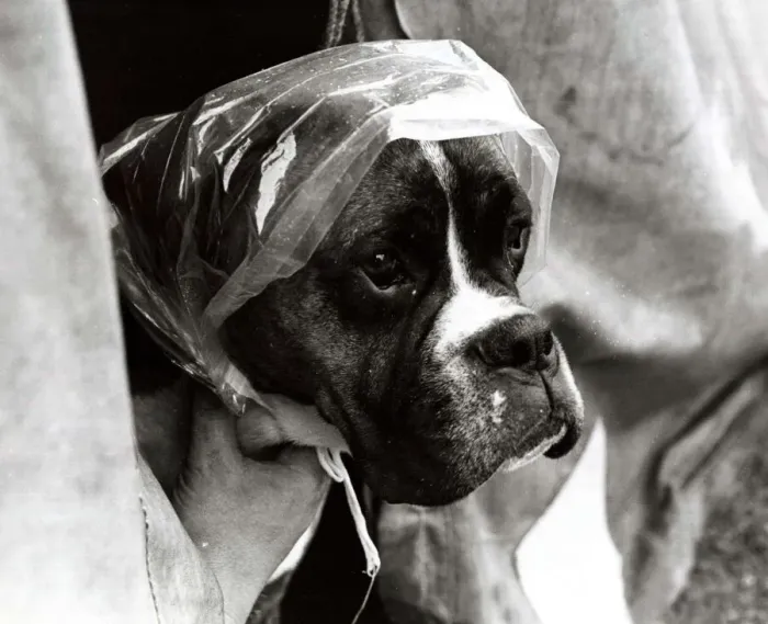 Framed Print : A Boxer Dog wearing a plastic bag on his head - June 1969 protection from the rain