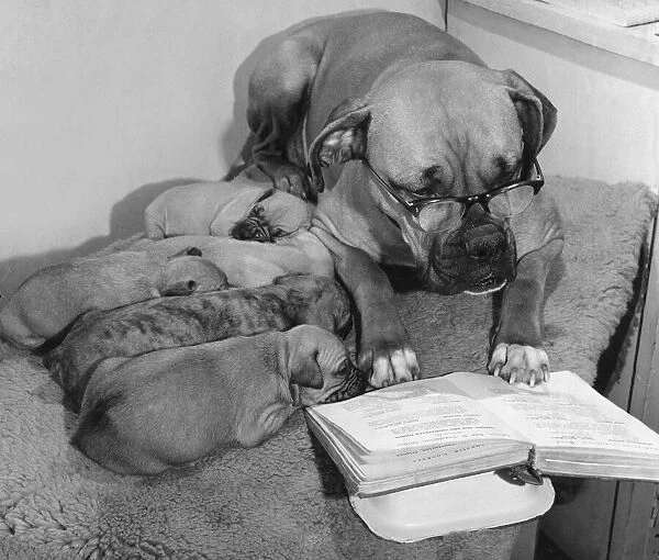 A Boxer dog wearing wearing reading glasses reads a book to five sleeping puppies