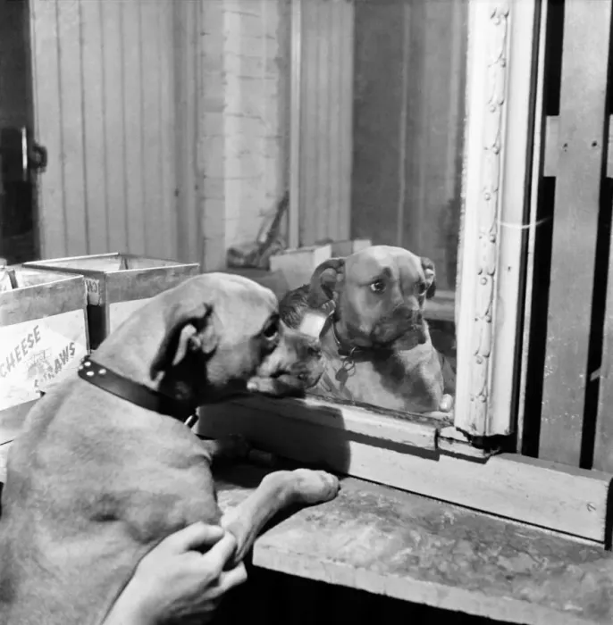 Framed Print : Boxer. February 1953 D998-002 Framed Print : Boxer. February 1953 D998-002