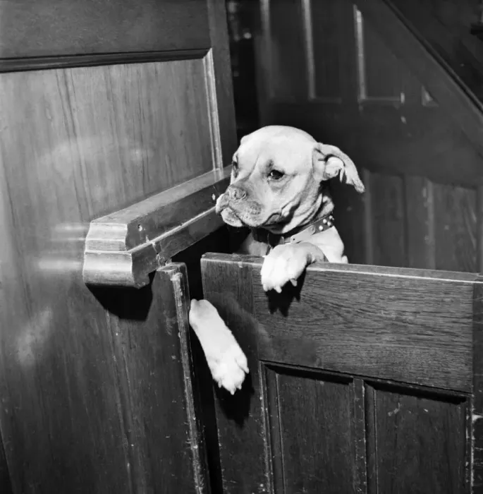 Framed Print : Boxer. February 1953 D998-003 Framed Print : Boxer. February 1953 D998-003